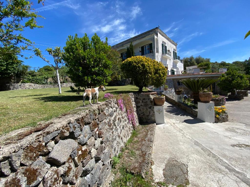 Villa Vincenzo Di Meglio Barano d'Ischia Екстер'єр фото