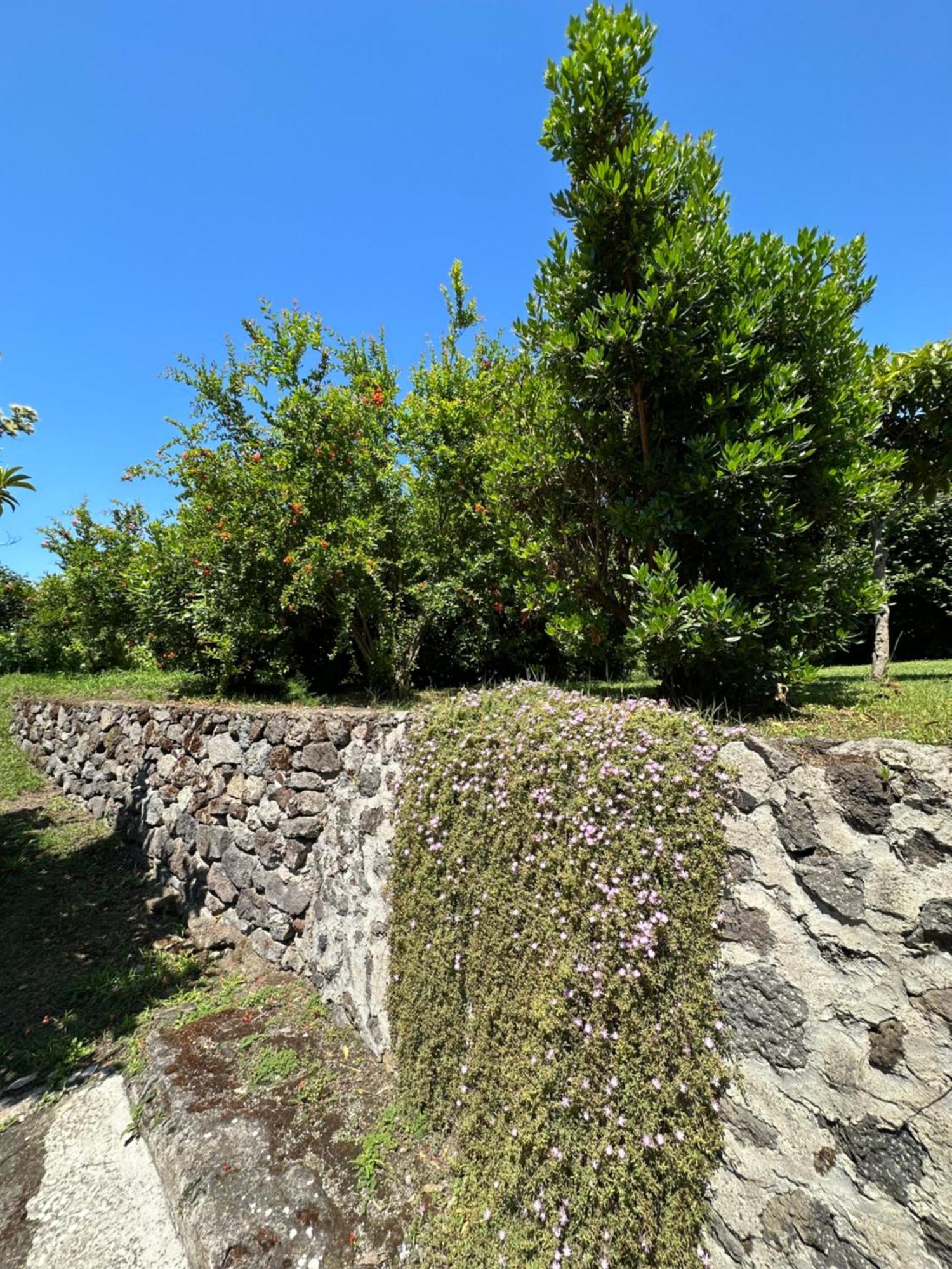 Villa Vincenzo Di Meglio Barano d'Ischia Екстер'єр фото