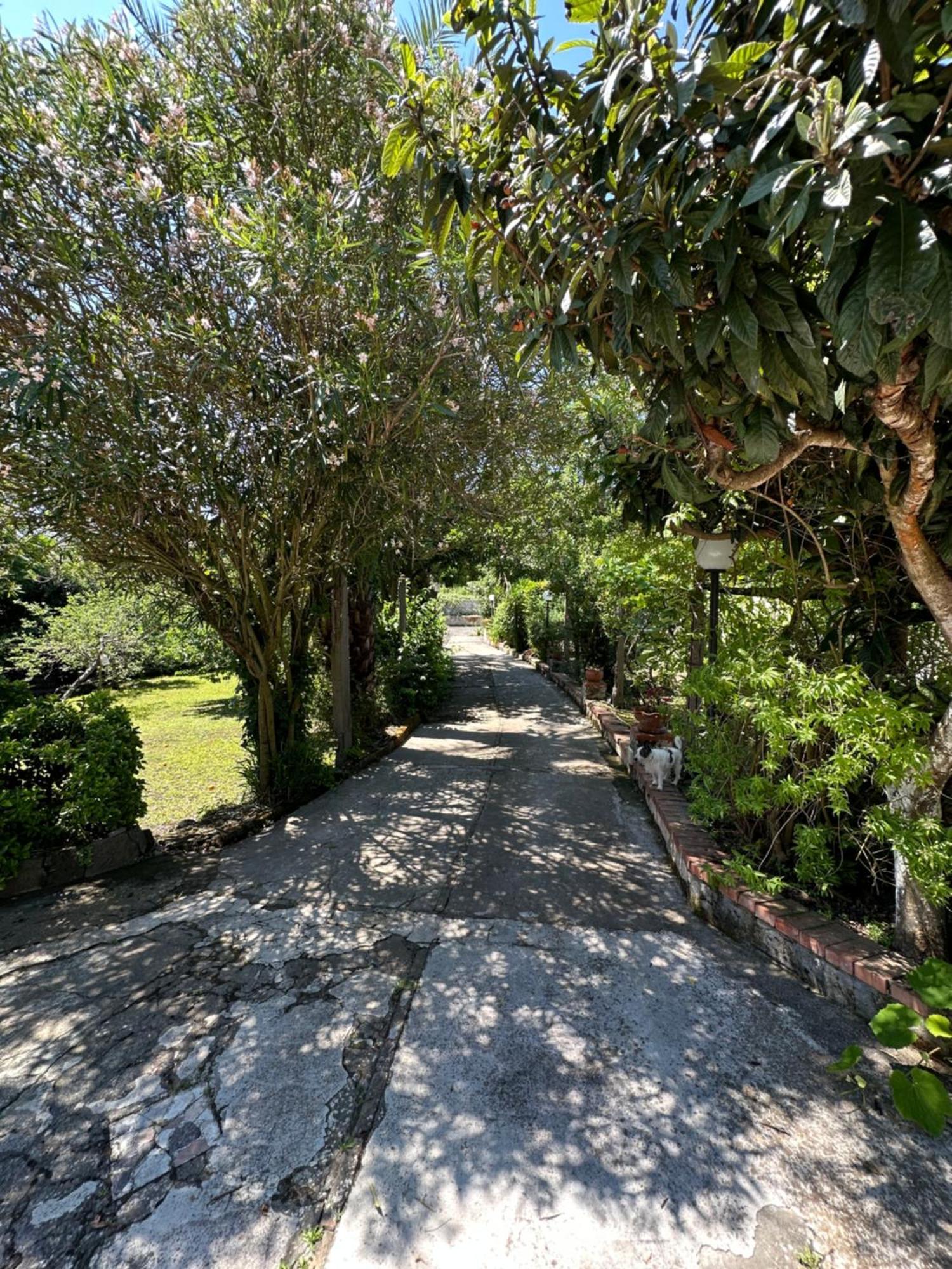 Villa Vincenzo Di Meglio Barano d'Ischia Екстер'єр фото